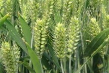 沣和麦693小麦栽培技术要点，适宜播期10月10日至25日