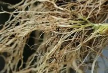 番茄病毒病的类型，刚开始是病菌从幼苗的伤口侵入