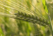 邯麦16号小麦栽培技术要点，平均生育期240天