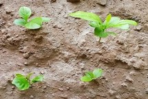 种植柠檬的注意事项，选取自然成熟的柠檬果实籽