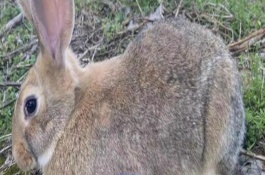 兔子繁殖的快吗，兔子的繁殖速度比较快