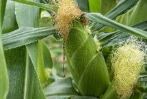 兴业100玉米栽培技术要点，适宜密度为4000株/亩左右