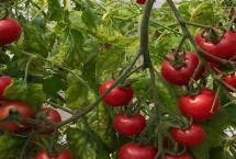 圣女果怎么授粉，根据植株的长势来浇水施肥