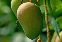 芒果的产地，原产于印度