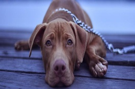 犬瘟的治疗方式，及时治疗是可以救的