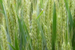 天民184小麦栽培技术要点，每亩追施尿素15公斤