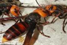 蜂毒的成分，主要包括多肽类、酶类、胺类