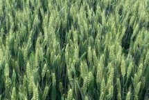 冀中麦2106小麦栽培技术要点，足墒播种