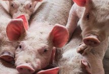 猪大肠杆菌病的流行特点，可加强管理并及时疫苗注射