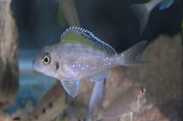 七彩珍珠鱼怎么养，饲养难度不大