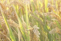 润两优672水稻栽培技术要点，大田每亩用种量1公斤