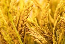 济麦379小麦栽培技术要点，比对照品种济麦22熟期稍早