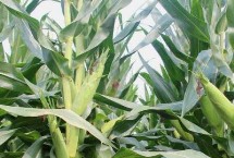 凉玉3号玉米栽培技术要点，综合防治病虫害