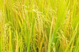 会粳8号水稻品种产量表现，全生育期175天左右