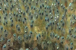 金鱼产卵时的护理方法，放入繁殖缸内让它生产