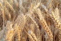 宝景麦188小麦栽培技术要点，适宜播种期10月上中旬