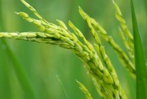 松粳56水稻栽培技术要点，普通粳稻品种