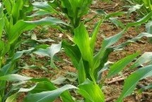 熟地188玉米栽培技术要点，春播平均生育期114.0天