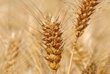 宿4128小麦栽培技术要点，每亩16－20万基本苗