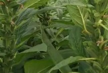 芝麻缺素的补救方式，缺锌会导致植株矮小