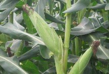 友玉76玉米栽培技术要点，该品种植株稍高