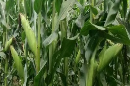 农华101玉米栽培技术要点，农华101玉米品种的特性