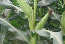 京糯白玉玉米栽培技术要点，中抗瘤黑粉病