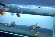 鱼缸灯每天开多长时间，通常开启4-10小时即可