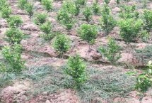 河农鲜豆2号大豆栽培技术要点，播种行距45～50厘米