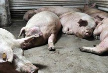 养猪场灭蚊子最有效的方法，可加深排水沟、加高猪舍门槛