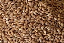 青稞的育苗方式，颗粒大小、产量高低等都为评判标准