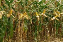 来玉1903玉米栽培技术要点，亩种植密度4500株