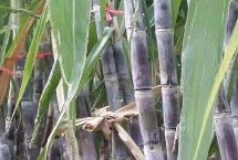 生长习性，因茎杆皮呈黑色而得名