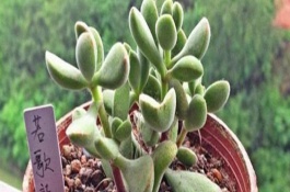 若歌诗多肉繁殖注意事项，扦插繁殖最为常用