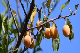 李子有什么品种，是指李子具有酸甜的味道