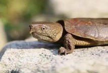 鹰嘴龟的适宜水深，水温不要高于30℃