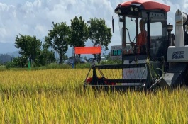 秧苗期主要有哪些病害，早稻一般在3月上中旬播种