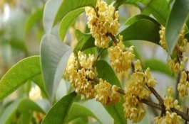 桂花有哪几种颜色，一般在秋季开花