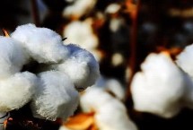 九圣禾M138棉花栽培技术要点，播种时亩施底肥50千克复合肥