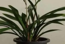 墨兰的繁殖方法，以分株繁殖为主