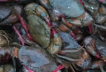 青蟹和梭子蟹哪个贵，广泛分布于太平洋、印度洋