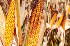 YF1235玉米栽培技术要点，高抗南方锈病病级1级