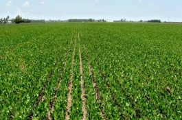 蒙9801大豆栽培技术要点，该品种有限结荚习性