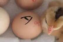 自己在家里怎么孵鸡蛋，首先挑选高产优质且没有病的种鸡蛋