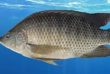 罗非鱼能不能钓，别称福寿鱼、吴郭鱼