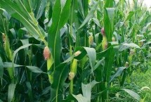 德甜666玉米栽培技术要点，高抗大斑病