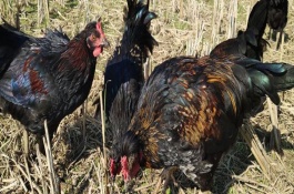 提高杂交成功率的方式，是相同品种或不同品种的特定品系间的杂交