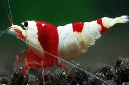 虾对水质的要求，不同品种对酸碱值的要求有区别