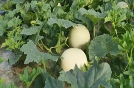 甜瓜不出瓜胎怎么回事，可采取穴施生物菌肥、覆盖地膜等措施