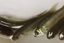 黄尾鲴的特点，价格波动受市场行情影响